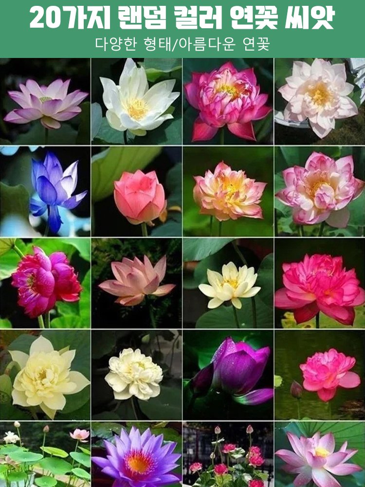 【 -20℃까지정상 개화 가능】겨울철 관상용 수경 재배 연꽃 씨앗