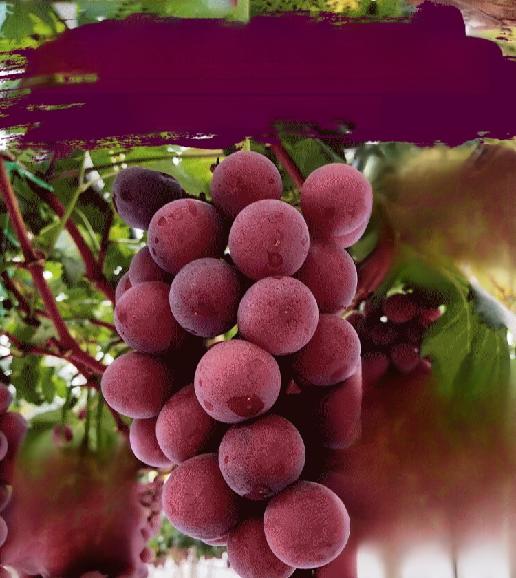 Queen Nina-Trauben mit natürlichem Weinaroma