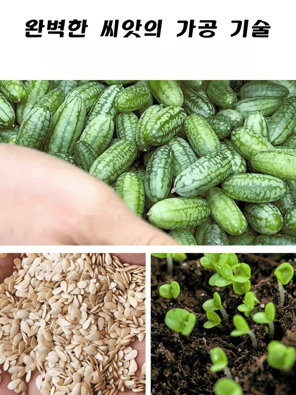 【쉽게 재배】엄지 수박 씨앗
