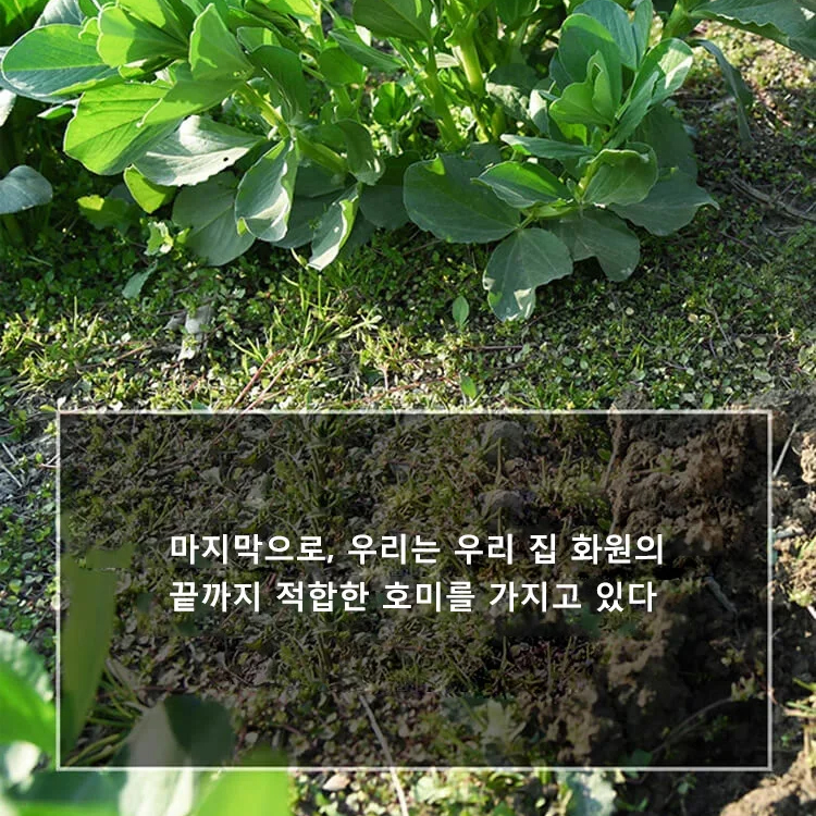 선플라워 모양 아연 도금 손잡이 제초기