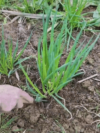 Zbliżenie na ostrze wyrywacza chwastów ze stali nierdzewnej