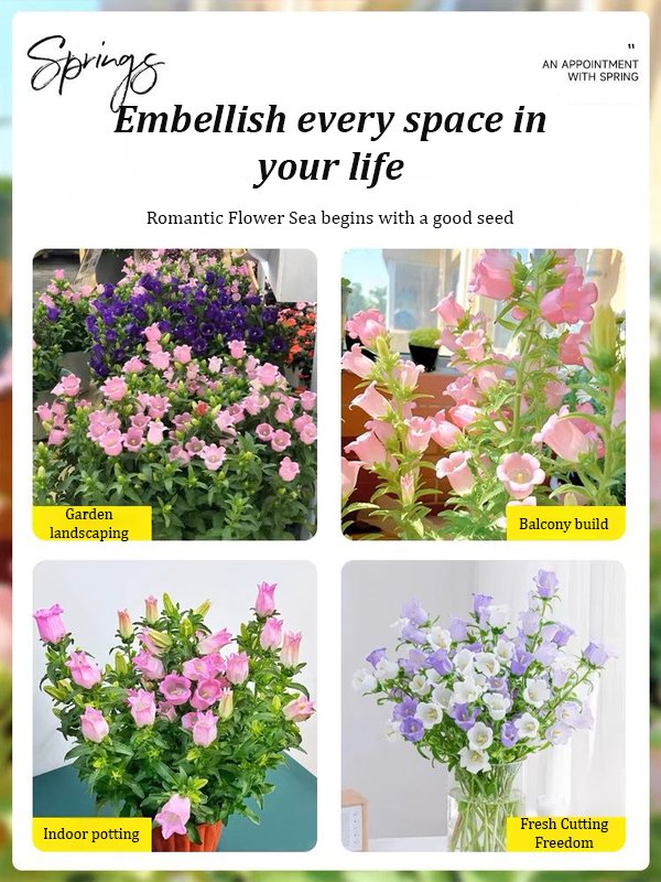 [Heat-resistant and cold-resistant four-season flower] Kaleidoscope