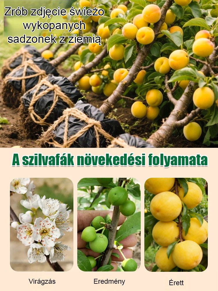 【Super słodkie duże owoce wysokiej jakości C】Sadzonki śliwy miodowej z tamtego roku.