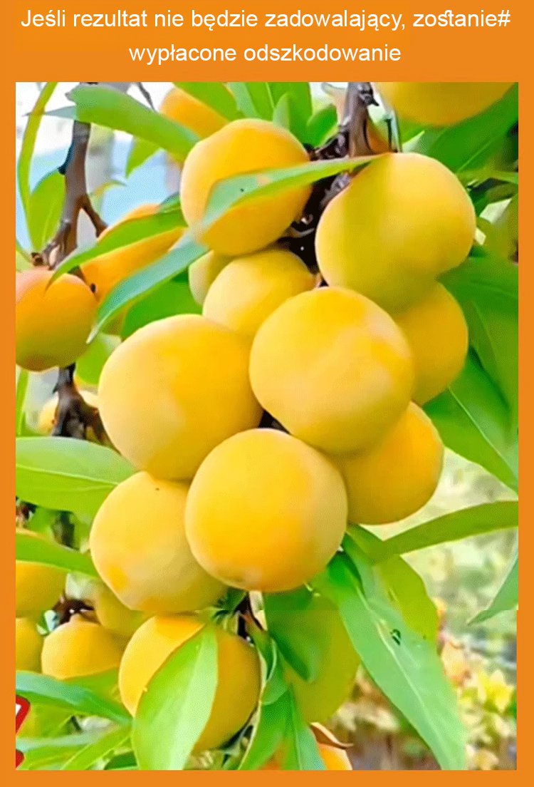 Wysokiej jakości sadzonki śliwy miodowej