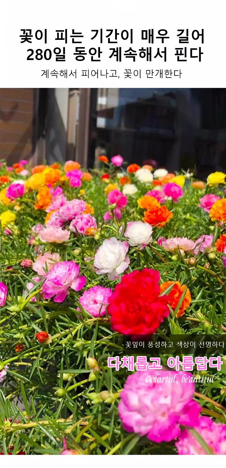 채송화 씨앗 근접 촬영