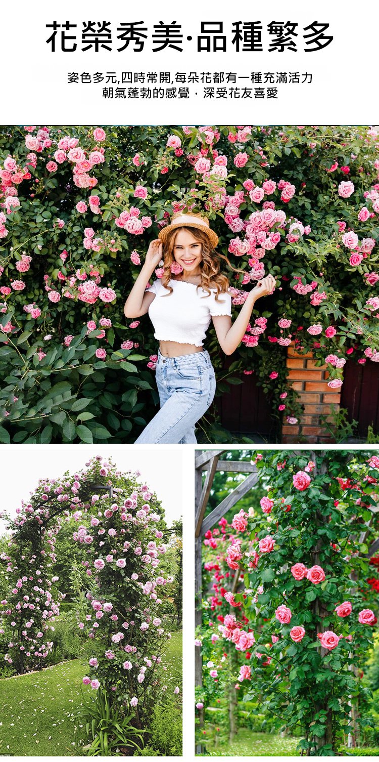 翻译件-JC-【全年开花】爬藤蔷薇花种子-1189715-系统_10.jpg