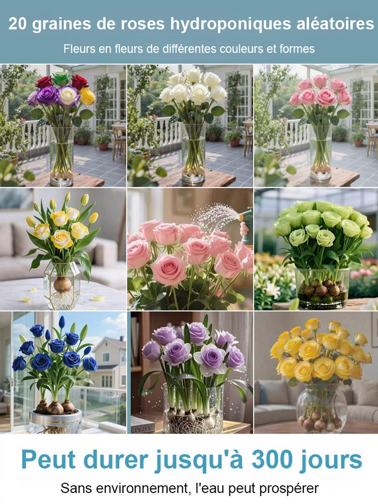Bulbes de roses hydroponiques à longue floraison (300 jours), parfum intense