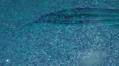 31c2941a2f2acd66b19e2f25bfbc5f8e50f8ca0613ce70-mXEFaj.gif