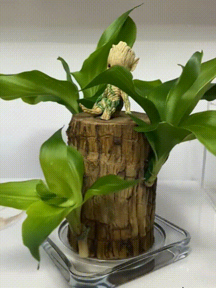 Dekoracyjna hydroponiczna roślina w salonie