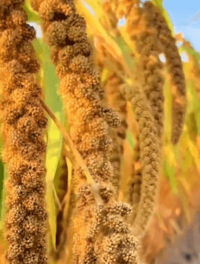 Honeycam 2025-08-19 17-42-09.gif