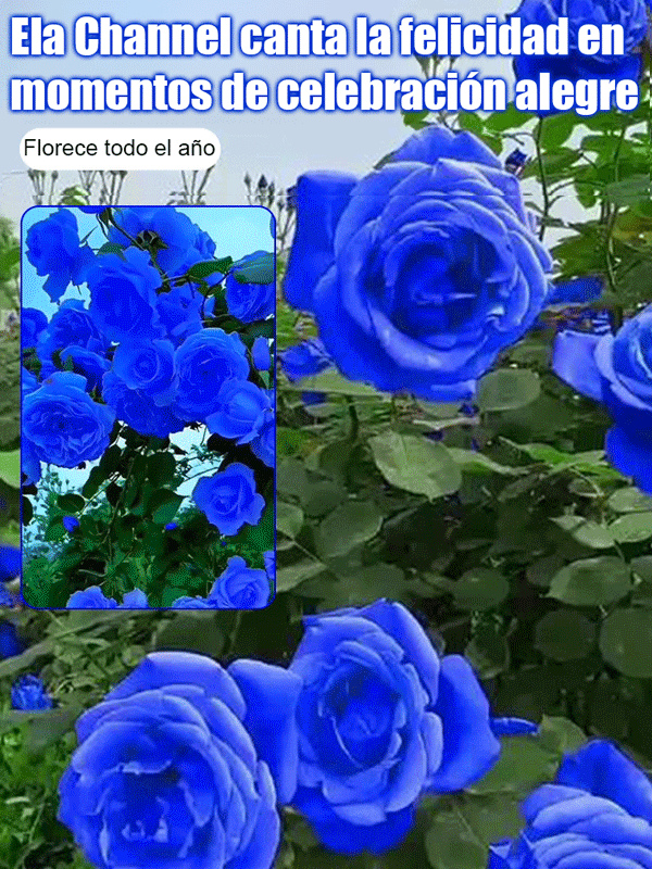Semillas de rosa azul encantada