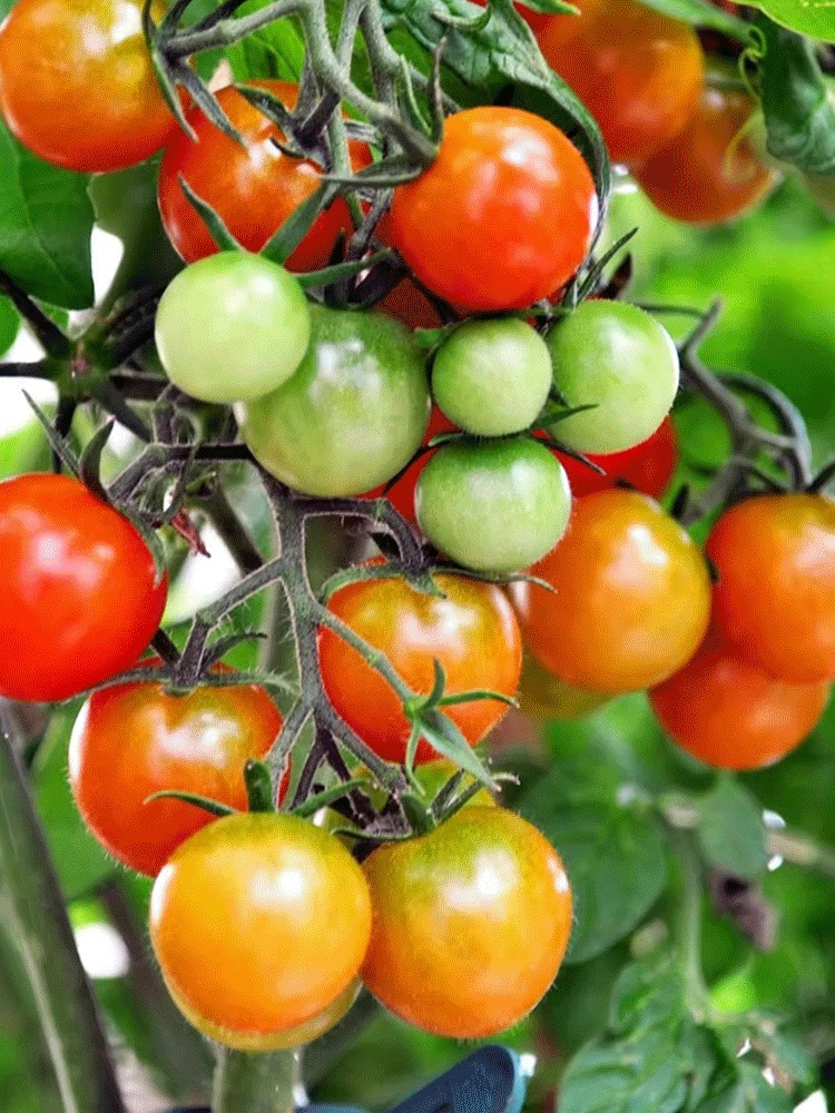 분재 왜성 방울토마토 씨앗