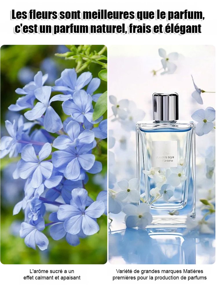 Graines de Plumbago rampant, floraison toute l'année, parfum envoûtant