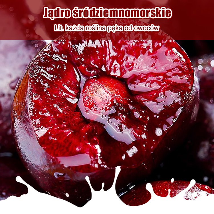 Wszystkie importowane nasiona wiśni