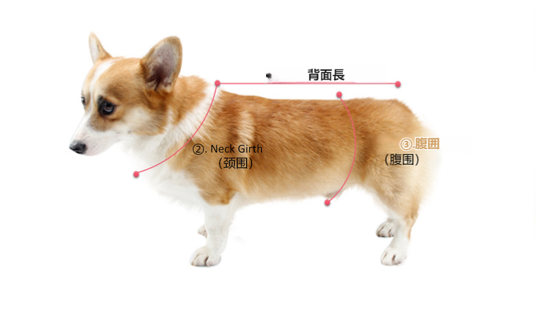 犬用品レインコートの背面デザイン