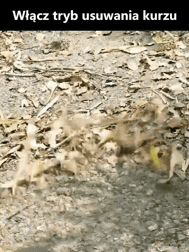 Akumulatorowa dmuchawa do liści