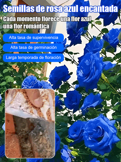 Semillas de rosa azul encantada