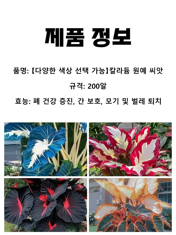 【다양한 색상 선택 가능】칼라듐 원예 씨앗