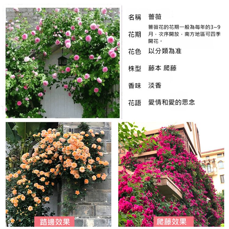 【全年開花】爬藤薔薇花種子