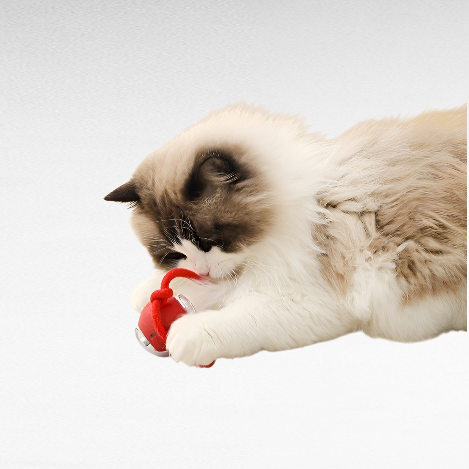 كرة الحيوانات الأليفة، أداة سحرية لتخفيف الملل