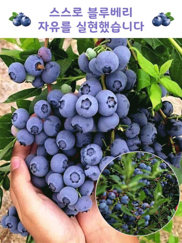 다품종 블루베리 씨앗
