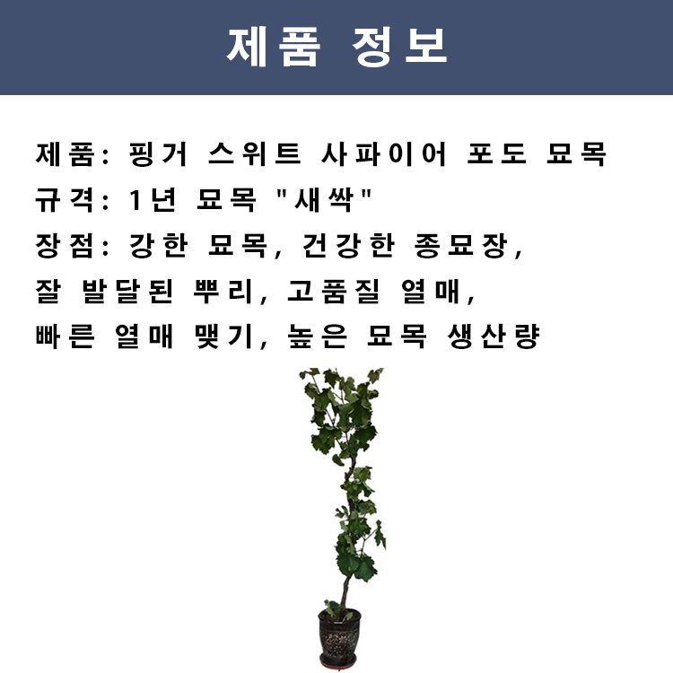 골든 핑거 스위트 사파이어 포도 묘목-YHA