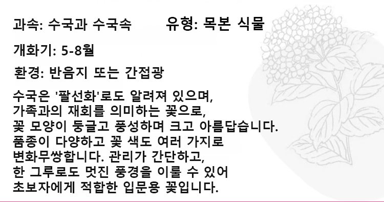 翻译件-JS-四季开花草莓绣球花种-1268048_14.jpg