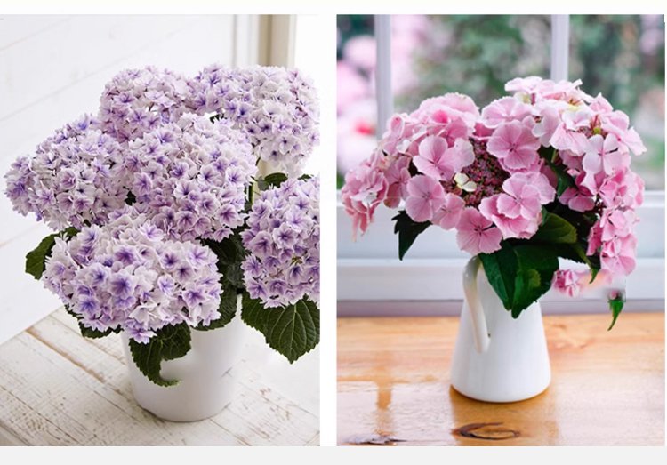 翻译件-JS-四季开花草莓绣球花种-1268048_11.jpg