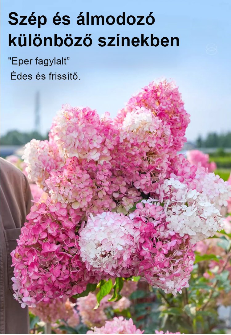 翻译件-JS-四季开花草莓绣球花种-1268048-系统_02.jpg
