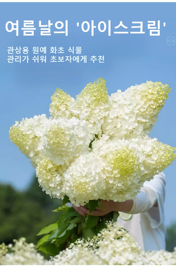翻译件-JS-四季开花草莓绣球花种-1268048_05.jpg
