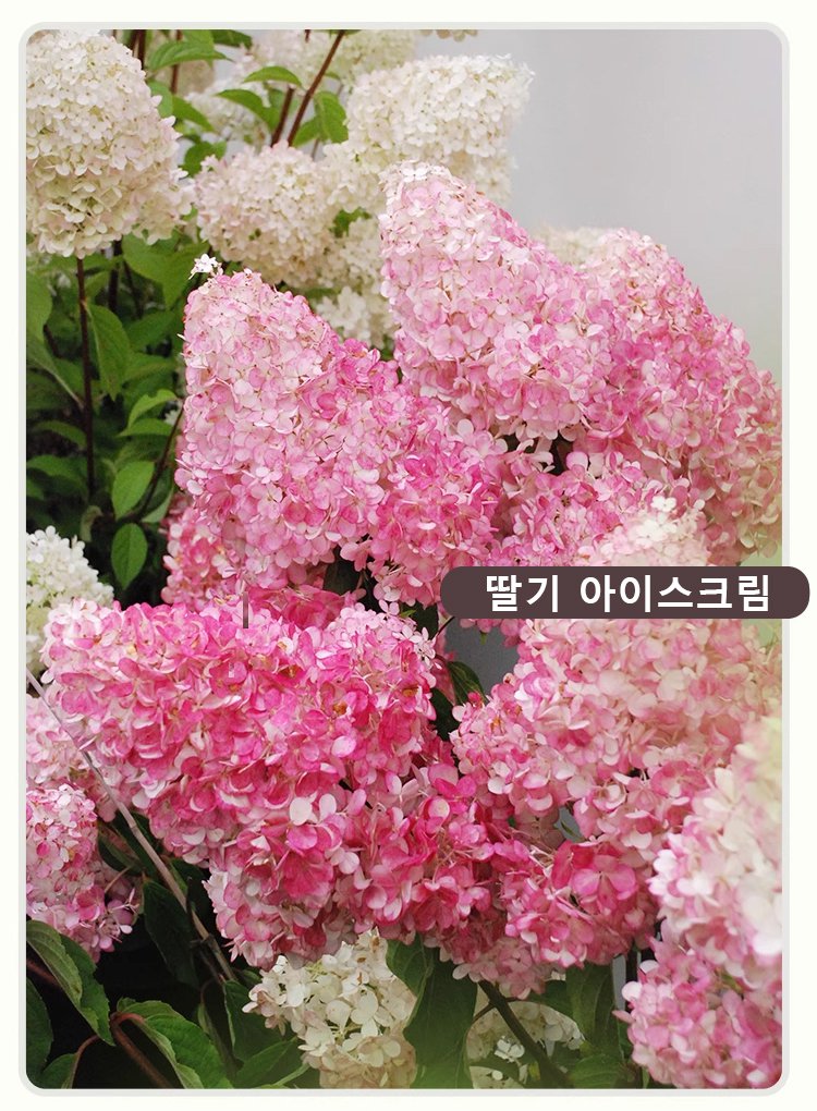 翻译件-JS-四季开花草莓绣球花种-1268048_10.jpg