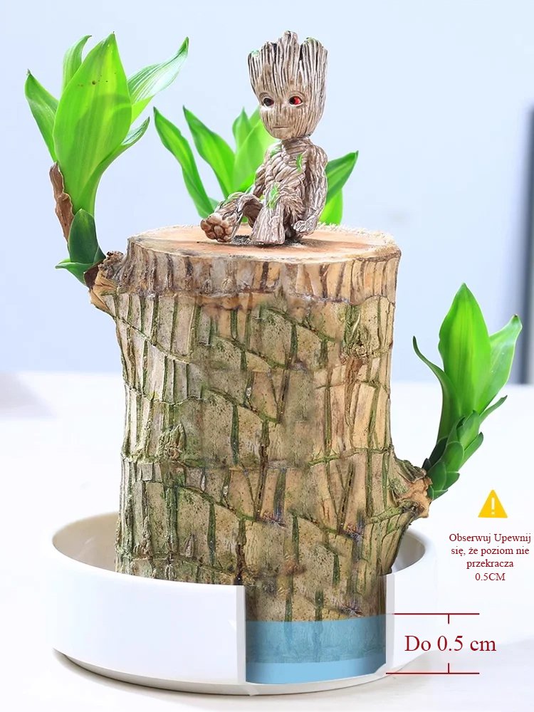 【Szczęście się odwraca】Hydroponiczna szczęśliwa roślina w doniczce