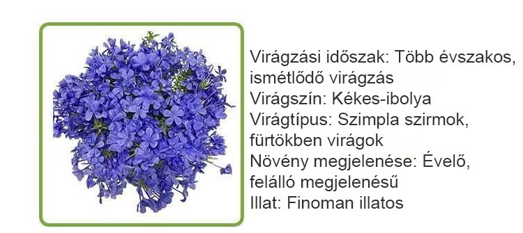翻译件-JS-【飘香万里】四季开花蓝雪花爬藤种子-1266983-系统_15.jpg