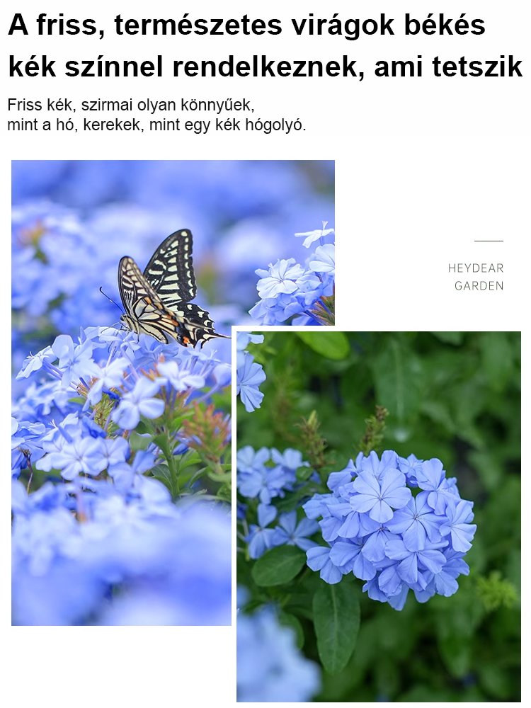 【Több ezer kilométeren át illatos】Kék hópehely magok
