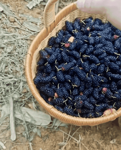 Honeycam 2025-04-01 17-38-01.gif