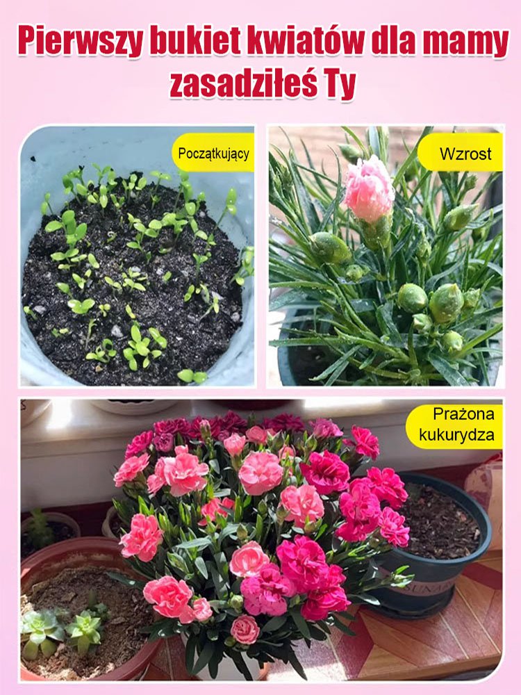 【Kwitnie przez wszystkie sezony】Nasiona goździka pełnego