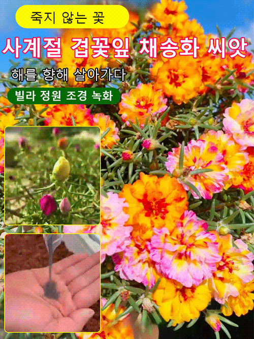 사계절 겹꽃잎 채송화 씨앗