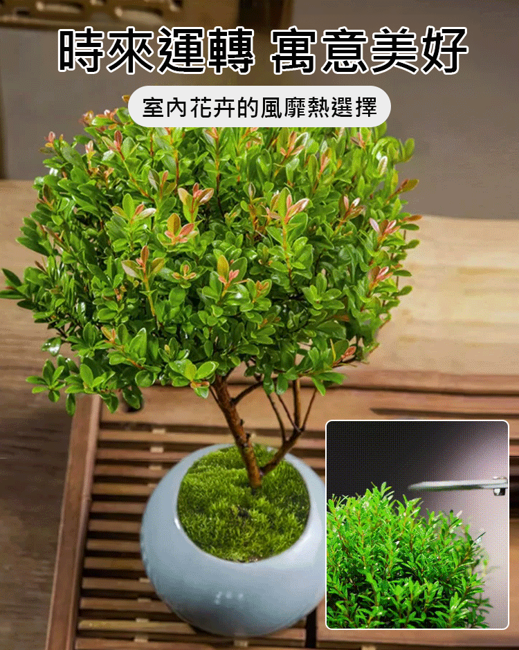 小葉赤楠植物盆栽