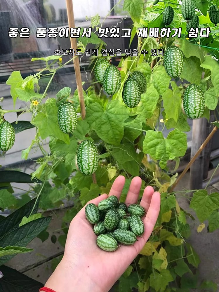 【쉽게 재배】엄지 수박 씨앗