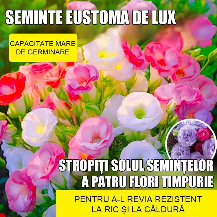 Semințe de platicodon grandiflorum