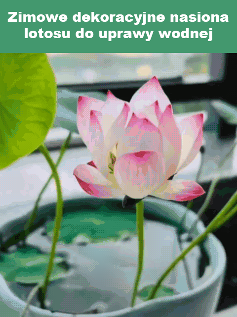 【Może kwitnąć normalnie do -20℃】Zimowe dekoracyjne nasiona lotosu do uprawy wodnej