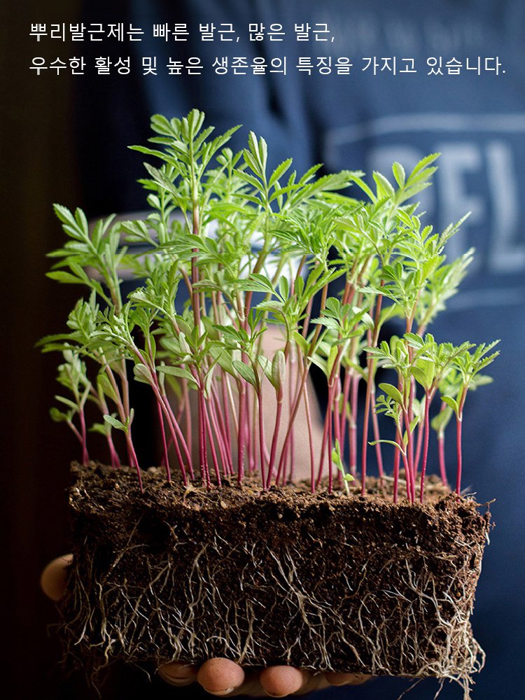 신속 뿌리발근제