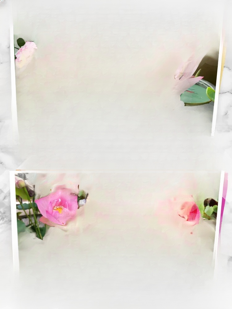 관상용 수경 재배 연꽃 씨앗