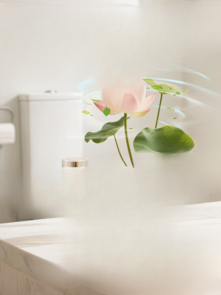 관상용 수경 재배 연꽃 씨앗