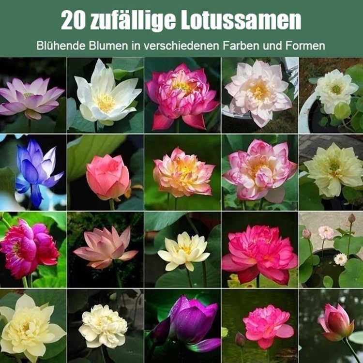 【Glücksbringer】Dekorative Wasserkulturlotus.