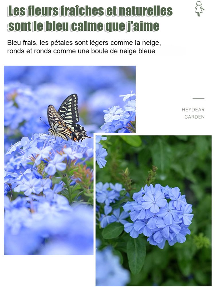 Graines de Plumbago rampant, floraison toute l'année, parfum envoûtant