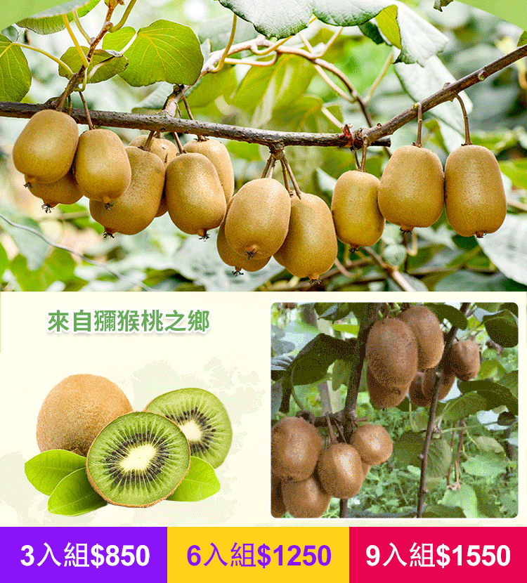 美味健康獼猴桃乾