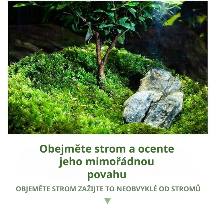 Bonsaj s mechem jako stylová dekorace do kanceláře