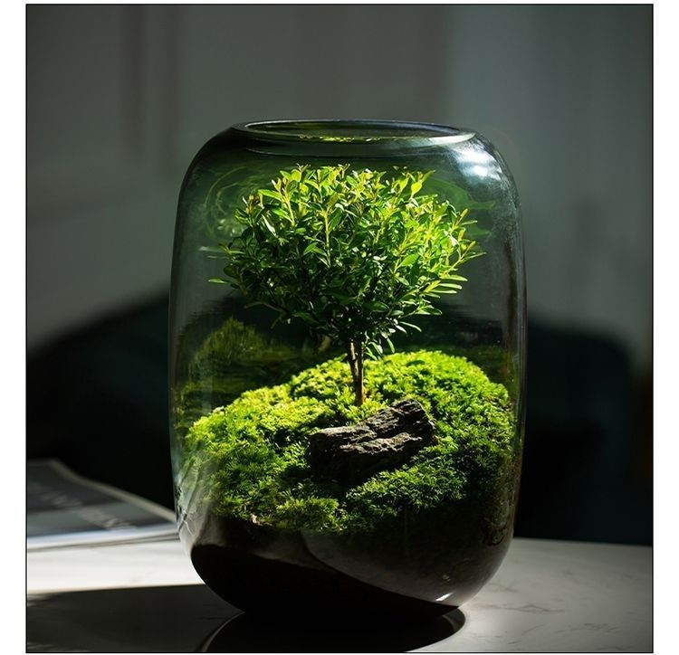 Pohled shora na stolní bonsaj s mechem