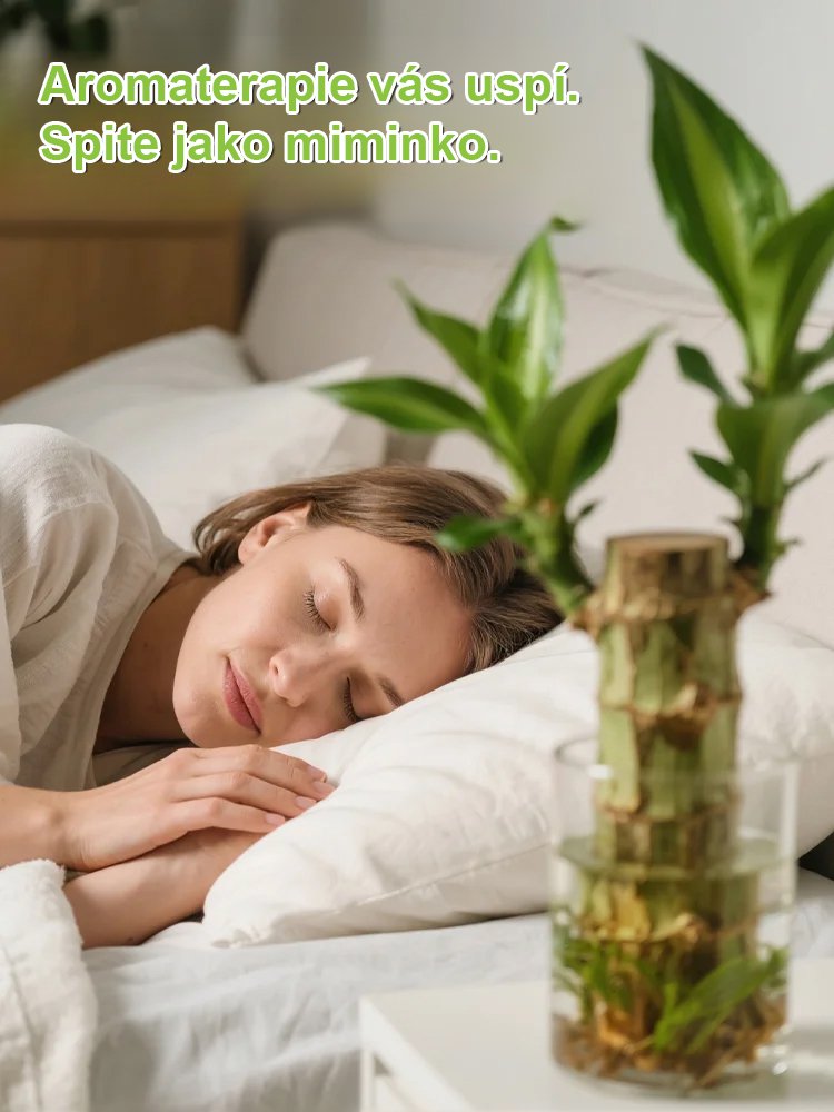 【Voda znamená život】Čtyřsezónní kvetoucí hydroponie brazilského šťastného dřeva